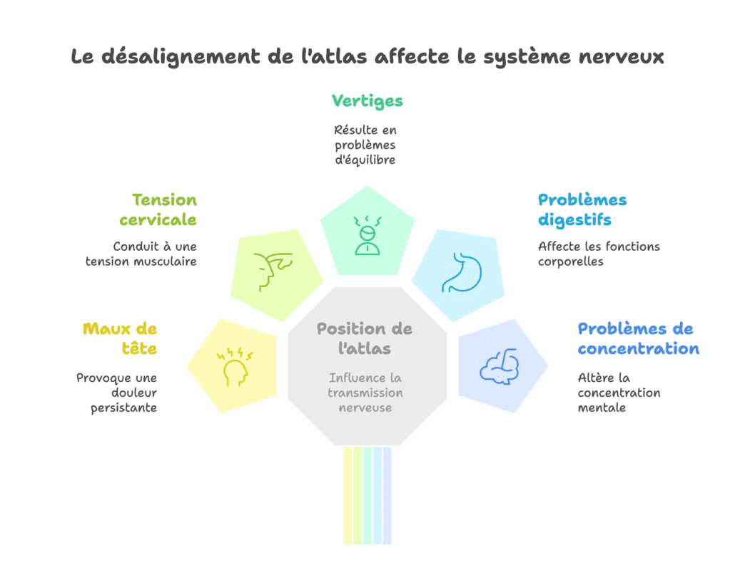 Repositionnement de l'atlas